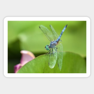 Blue Dasher Sticker